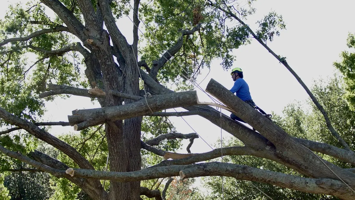 Professional Hazardous Tree Removal performed by certified arborists in Belgrade
